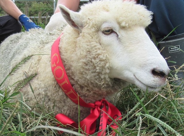 もこもこひつじを連れて帰ろう！