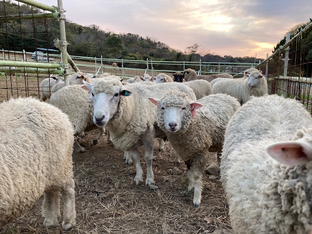 もこもこひつじを連れて帰ろう！