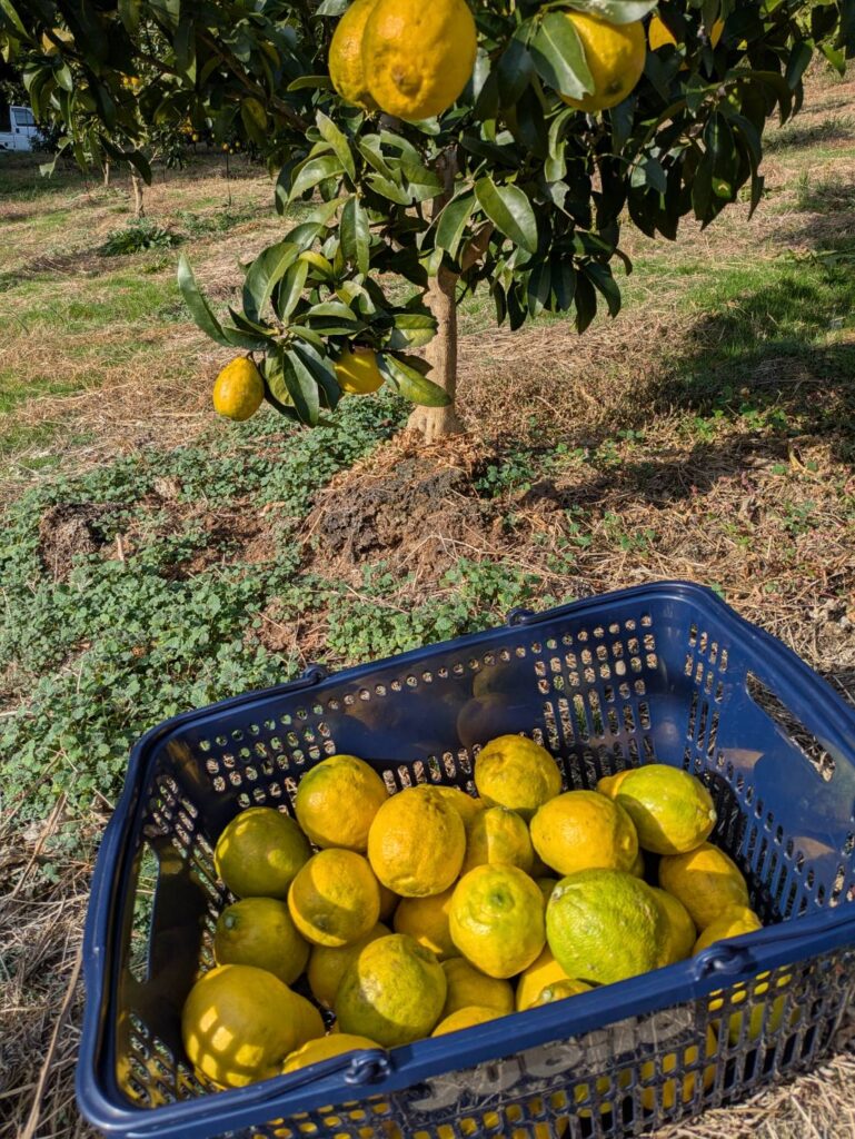 楽しく手作り！私だけのレモンシロップ［西村農園］
